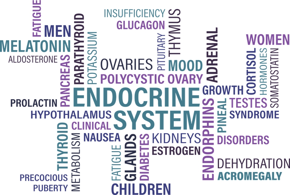 Über Endokrinen Hormone: Parat Hormon