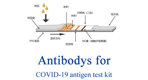 Antikörper für COVID-19 antigen-test