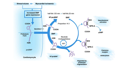 N-terminal pro B typ Natriuretic Peptide (NT-proBNP)