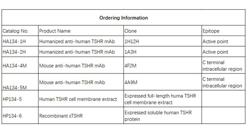 Anti-menschlichen TSHR mAb