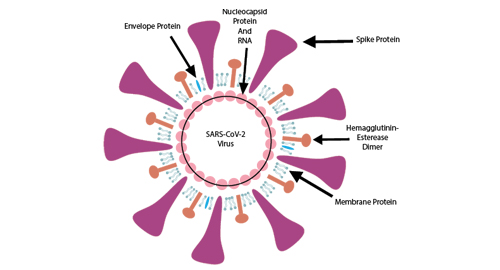 Warum spike protein?