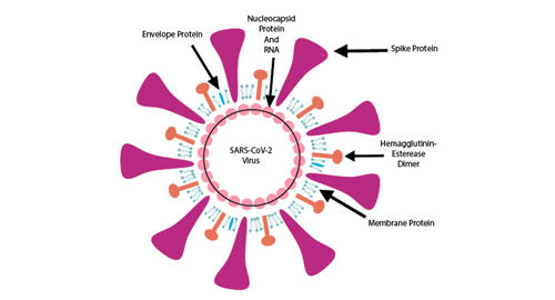 Warum nucleocapsid protein?