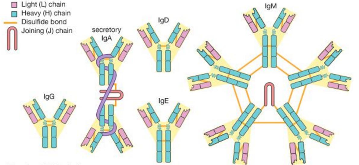 Übersicht von Immunodiagnosis